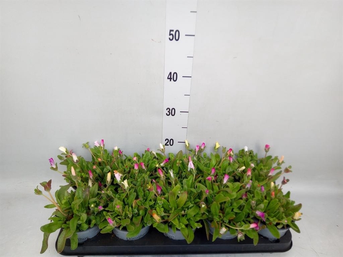 <h4>Dorotheanthus bellidiformis</h4>