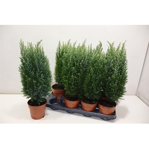 arr8 Cham L Snow White