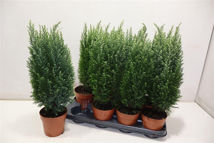 <h4>arr8 Cham L Snow White</h4>