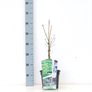 Acer palmatum 'Dissectum' P19 Full CC