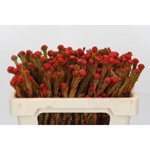 Cape Green Tortum Red