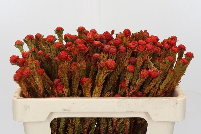 <h4>Cape Green Tortum Red</h4>