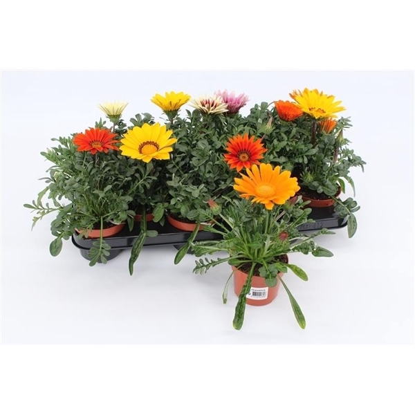 <h4>Gazania Mixtray</h4>