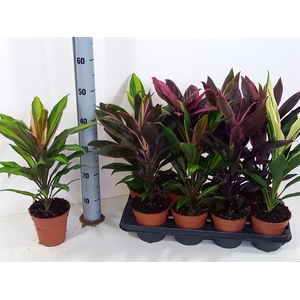 Cordyline mixed 13Ø 45cm 1pp