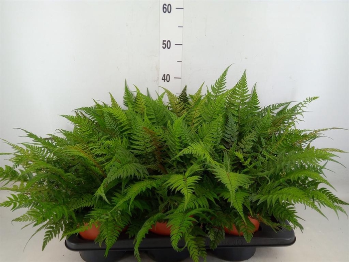 <h4>Athyrium   ...</h4>