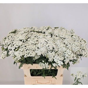Achil M White Beauty