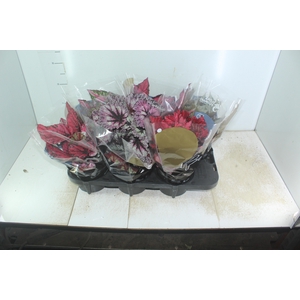 BEGONIA BELEAF P15 PO