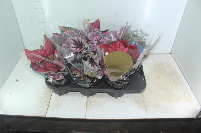 <h4>BEGONIA BELEAF P15 PO</h4>