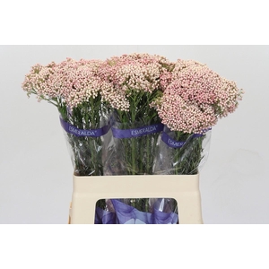 Ozothamnus Cooks Tall Pink