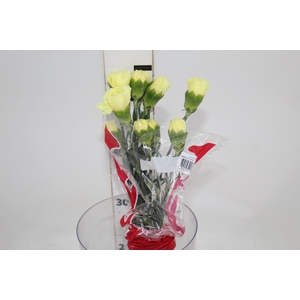 CRAVO VICTORIA 050 CM