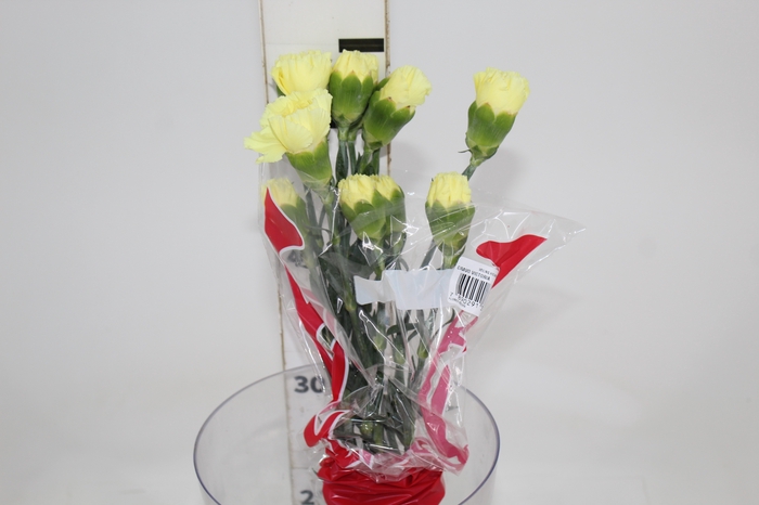 <h4>CRAVO VICTORIA 050 CM</h4>