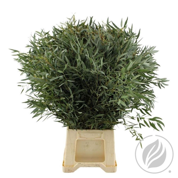 <h4>Euca Nicholii 300gr</h4>