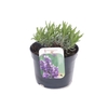 Lavandula Havanna Dark
