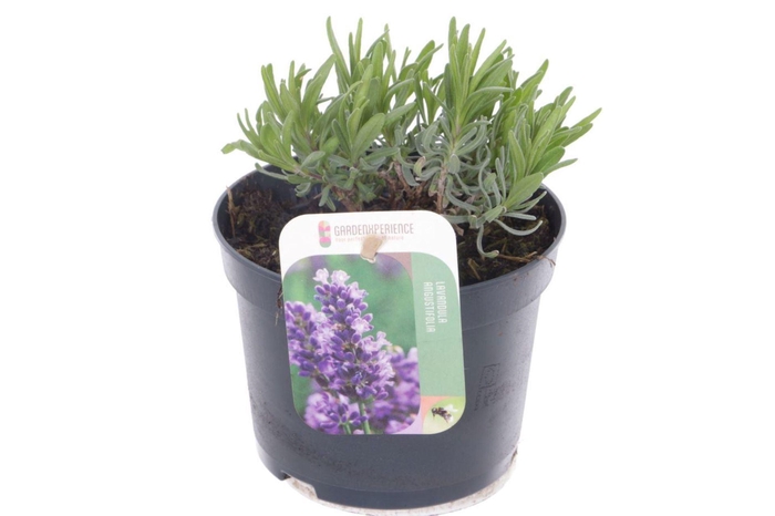 Lavandula Havanna Dark