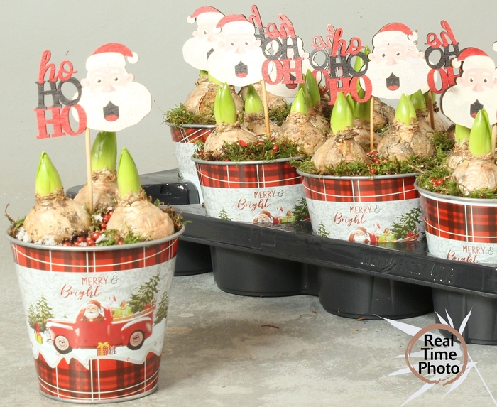 <h4>Arr Hyacinth</h4>