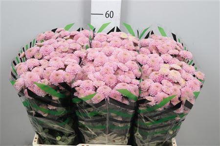 <h4>Chr S Ellison Sweet</h4>