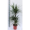 Dracaena marg.