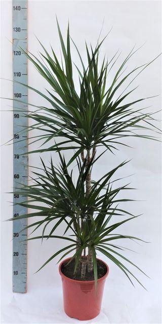 Dracaena marg.