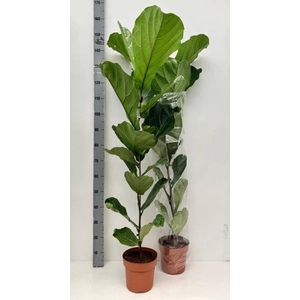 FICUS LYRATA