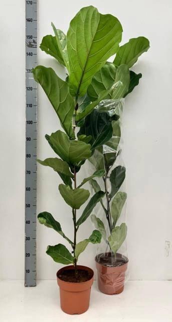 <h4>FICUS LYRATA</h4>