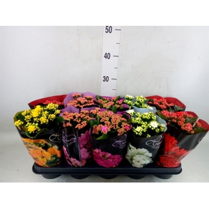 Kalanchoe blos. 'Perfecta'  ..mix 5
