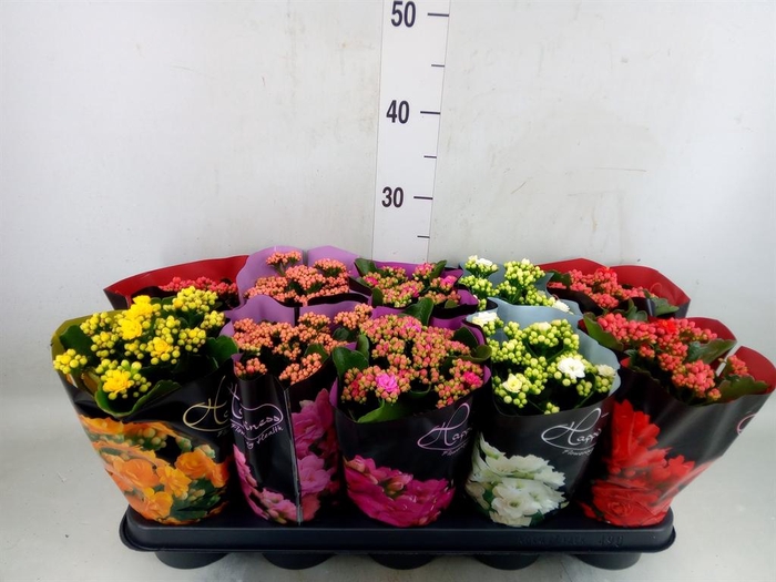 <h4>Kalanchoe blos. 'Perfecta'  ..mix 5</h4>