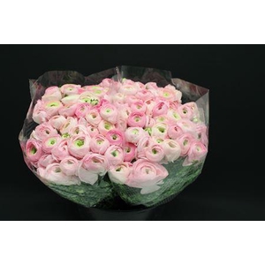 RANUN 'ELEGANCE PINK'