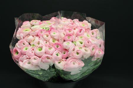 <h4>RANUN 'ELEGANCE PINK'</h4>