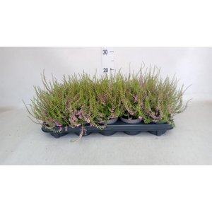 Calluna vulg. 'Tib'