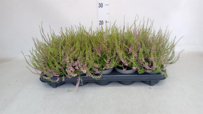 <h4>Calluna vulg. 'Tib'</h4>
