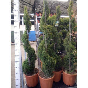 xCupressocyparis ley.   ...