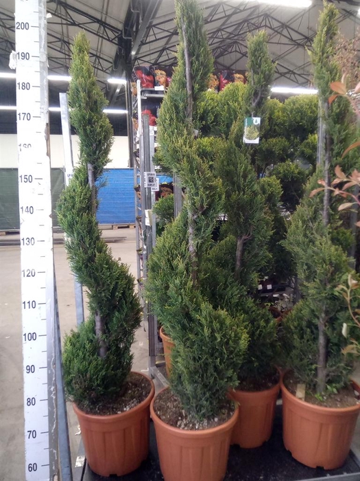 <h4>xCupressocyparis ley.   ...</h4>