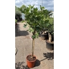 Ficus carica (Vijg) stam
