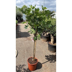 Ficus carica (Vijg) stam