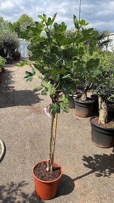 <h4>Ficus carica (Vijg) stam</h4>