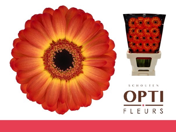 <h4>GE MI FLAMAZING-Diamond</h4>