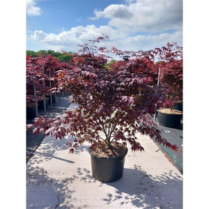 Acer palmatum Bloodgood