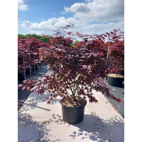 <h4>Acer palmatum Bloodgood</h4>