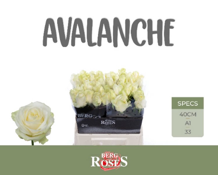 <h4>R Gr Avalanche+</h4>