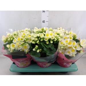 Begonia elat. HL 'Valentino White'