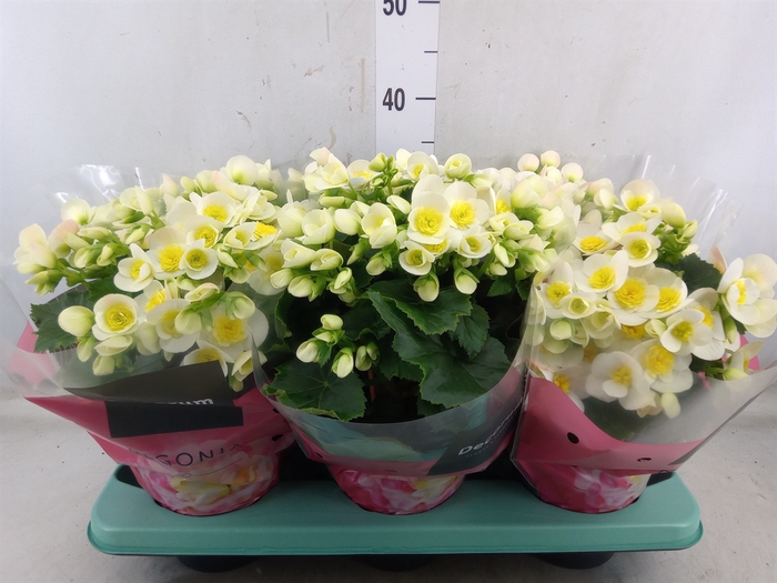 <h4>Begonia elat. HL 'Valentino White'</h4>