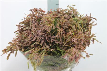 <h4>Acacia Mimosa Namen Red Zaaddoos</h4>