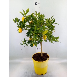 Citrofortunella floridana