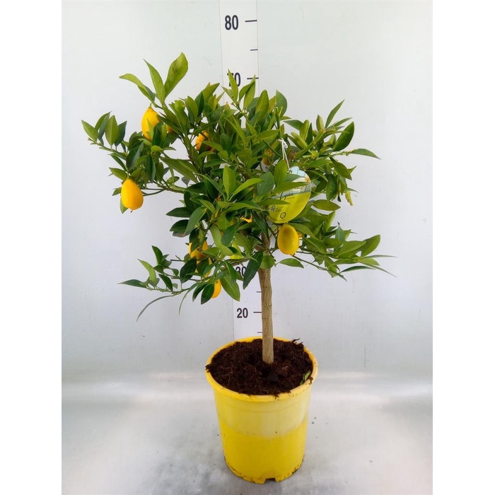 <h4>Citrofortunella floridana</h4>