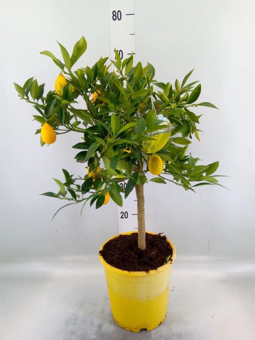 Citrofortunella floridana