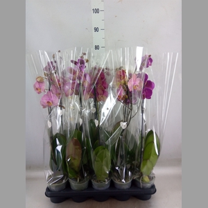 Phalaenopsis   ...mix  5