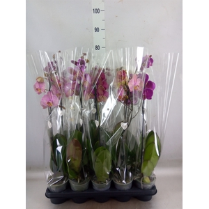 Phalaenopsis   ...mix  5