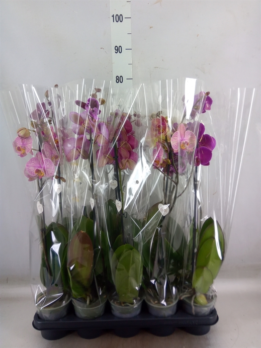 <h4>Phalaenopsis   ...mix  5</h4>