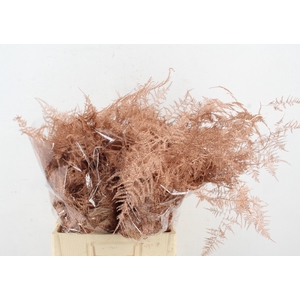 Asp IT Ex Veren Koper