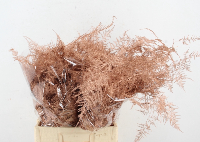 <h4>Asp IT Ex Veren Koper</h4>